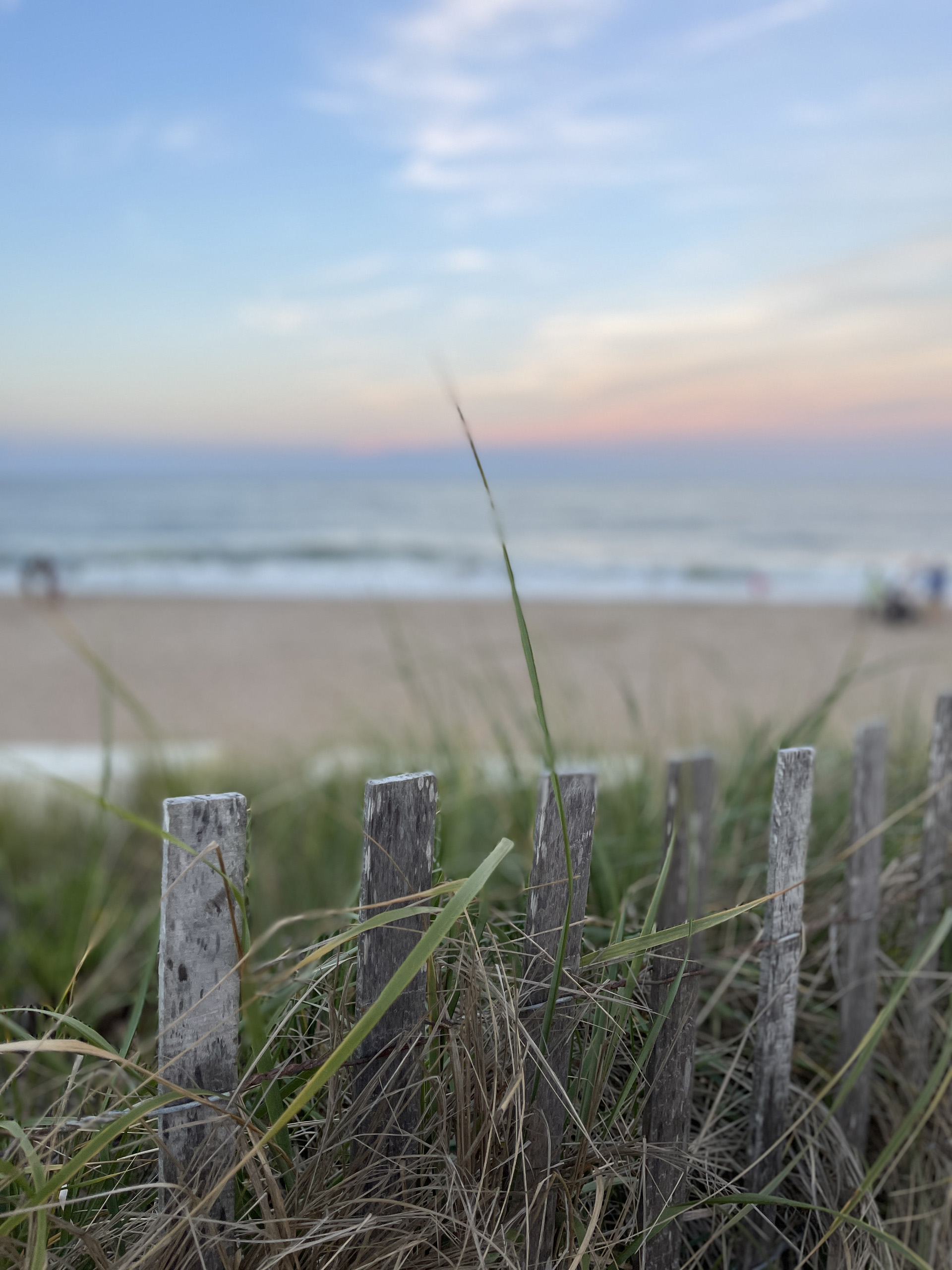 Coastal dune fence with grass and ocean in the background at sunset.