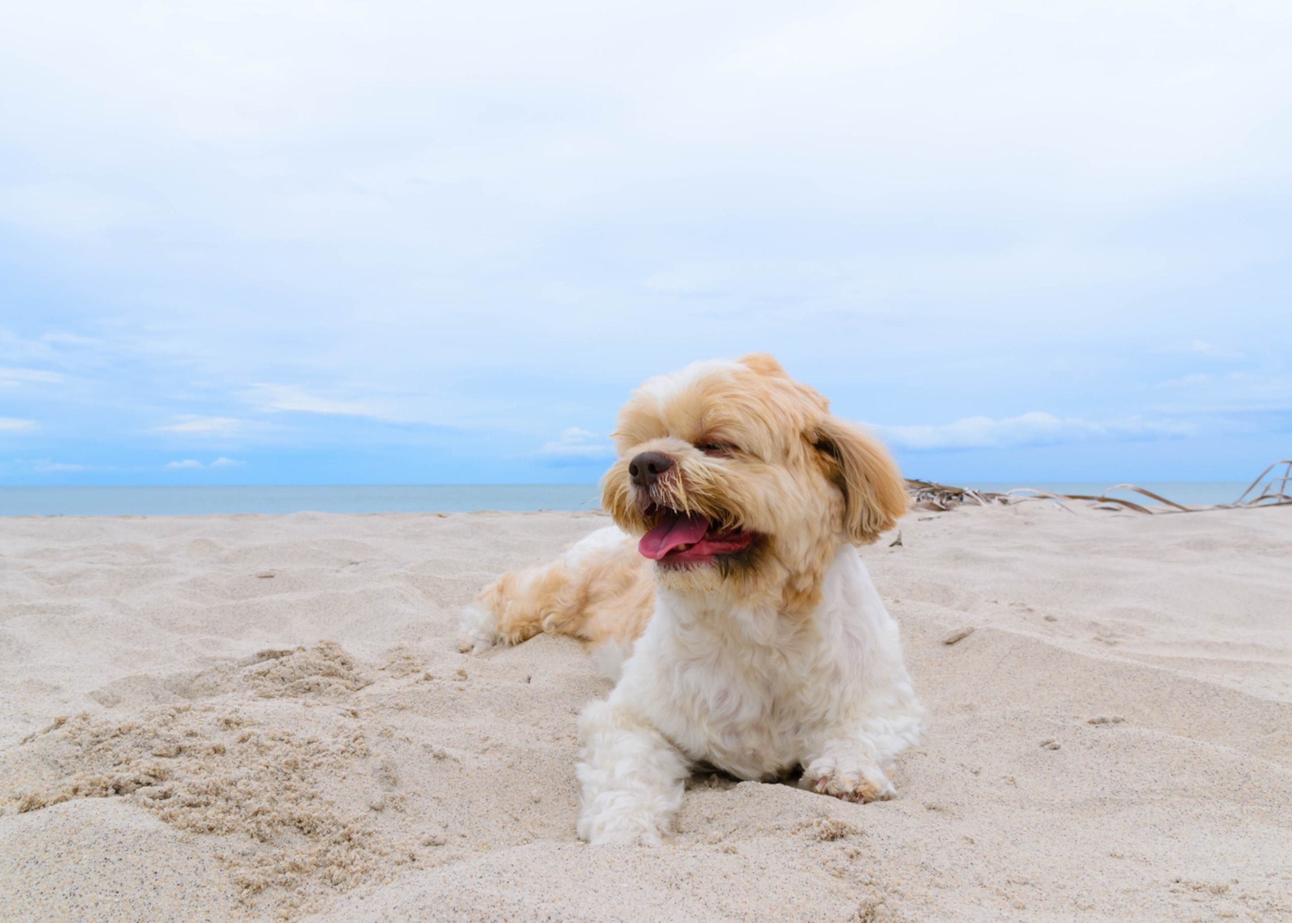 Small fluffy dog relaxing on sandy beach near the ocean.