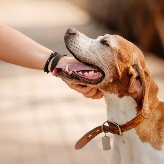 Person petting happy dog.