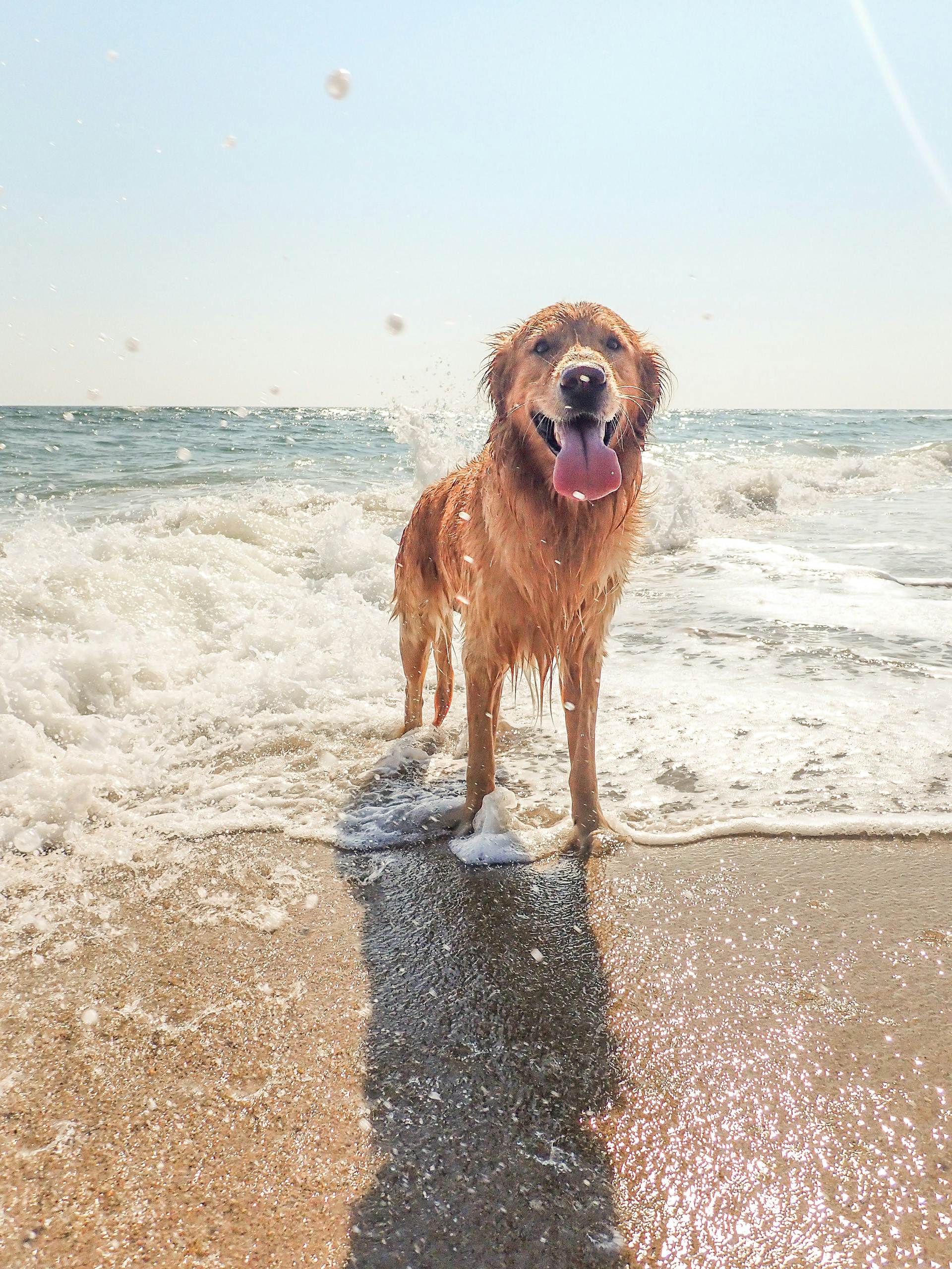 Wet dog standing in shallow ocean waves.