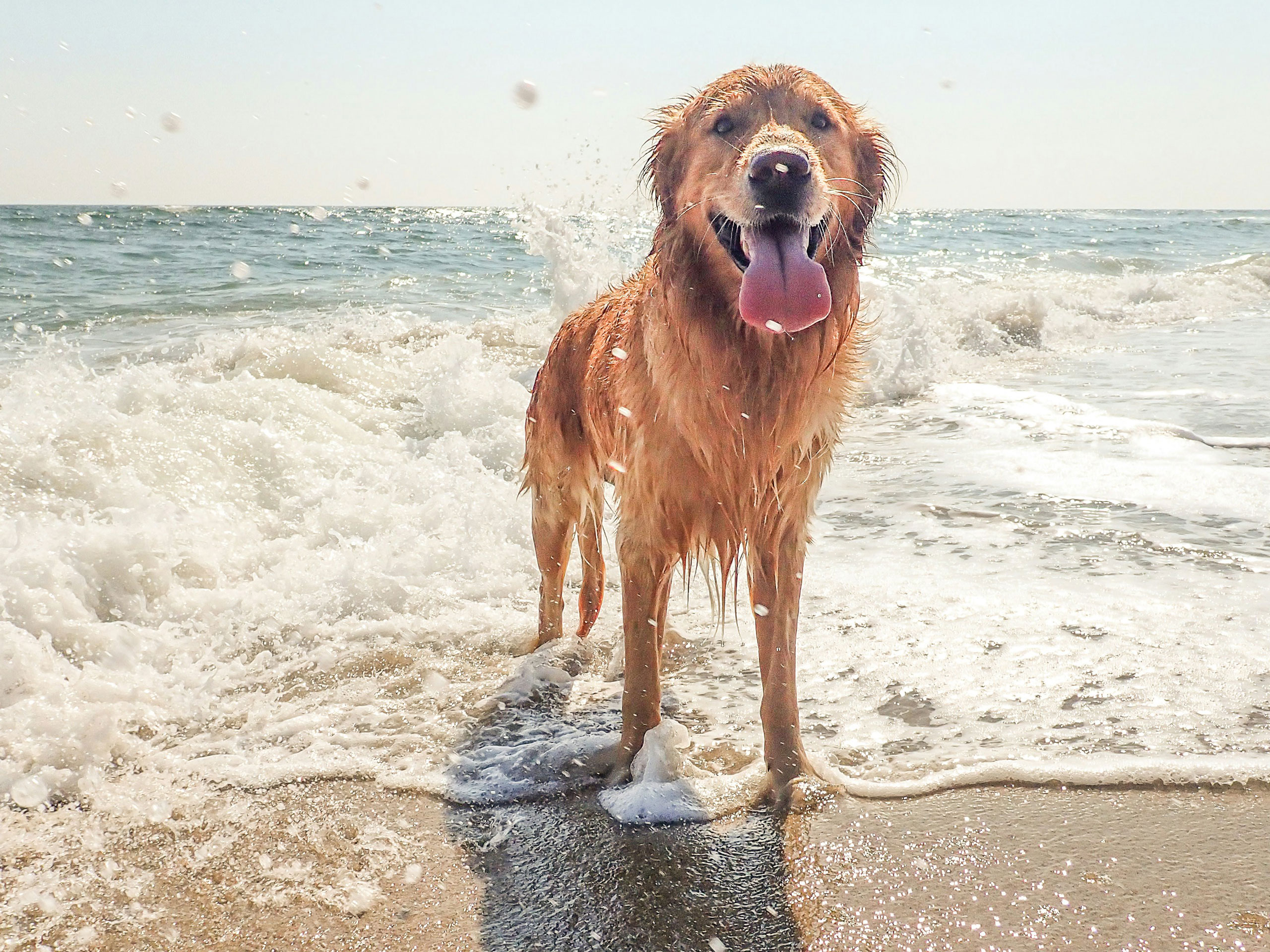 Wet dog standing in shallow ocean waves.