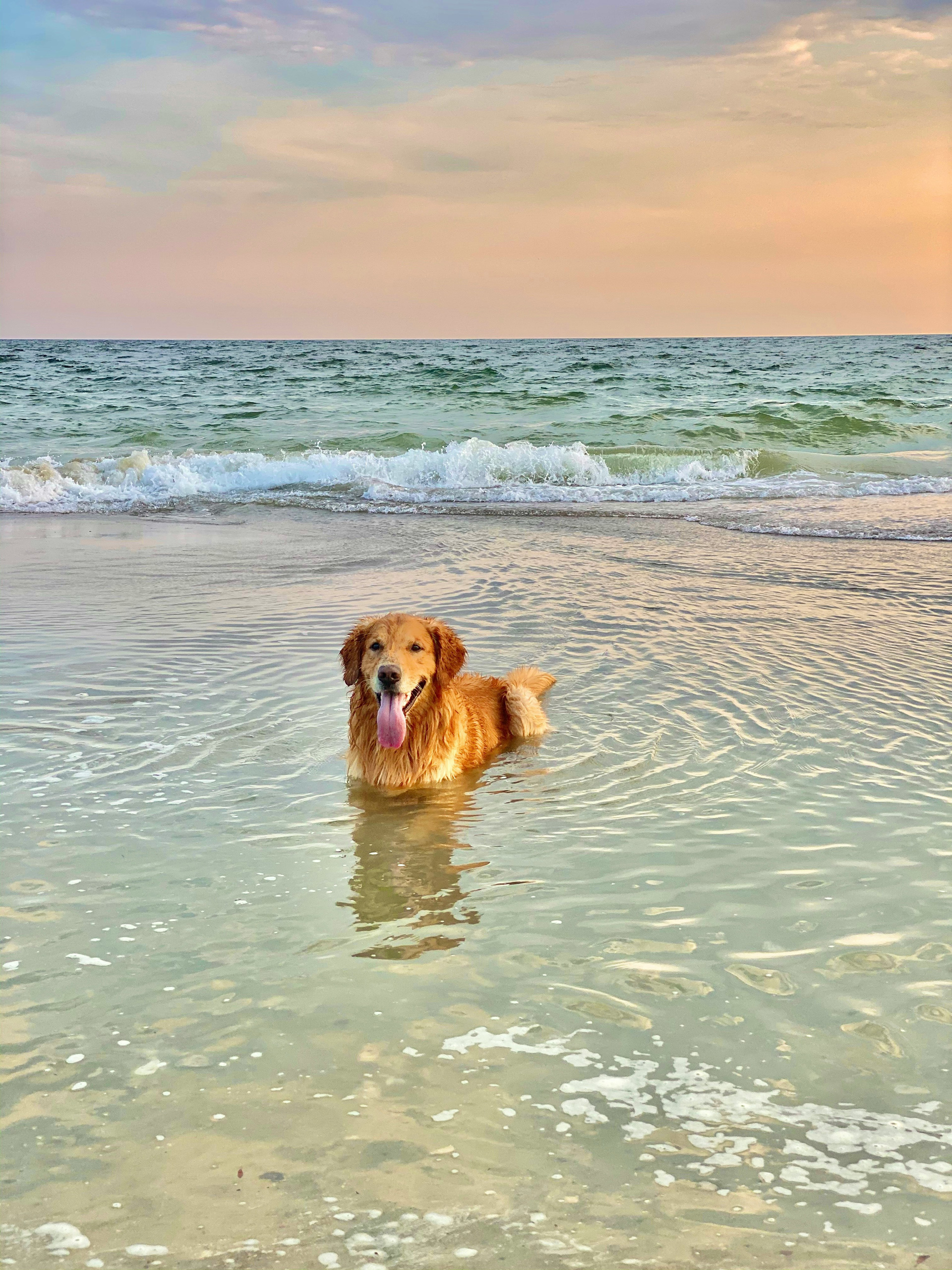 Golden retriever wading in ocean surf at sunset
