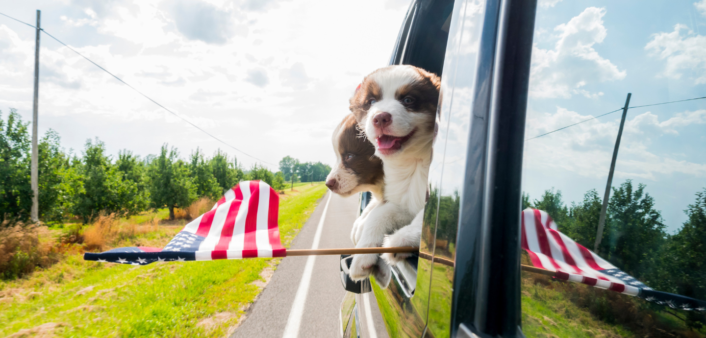 Dogs with American flag hanging out of car window