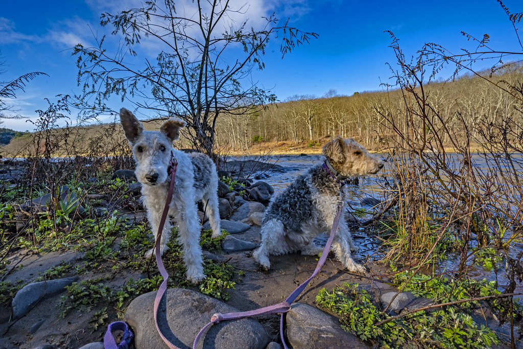Dogs sitting on rock in delaware