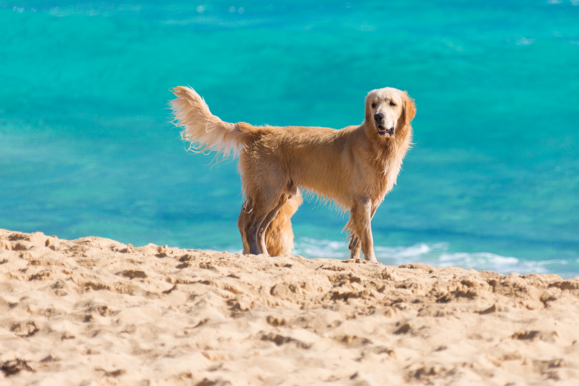 golden dog on the beach